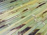 Полотно бамбуковое черепаховое ламели 17мм зеленое (0,9м)
