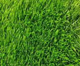 Трава искусственная Шри Ланка h-40мм 4,0м
