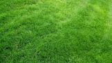 Трава газонная Декоративный стандартный 0,5кг